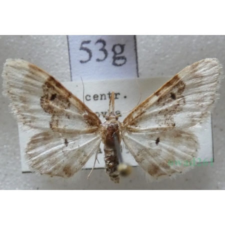 Idaea rusticata (Denis & Schiffermüller, 1775) Krocznik wieśniaczek Czech53g